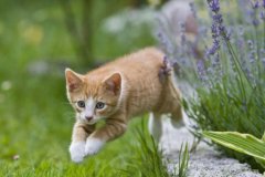 除了猫粮，猫咪还可以吃这6种食物，廉价又