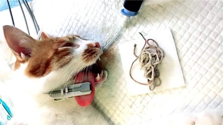 猫咪为什么会发出咕噜咕噜的声音?是不是猫咪生病了?