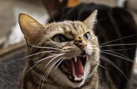 猫咪为什么会发出咕噜咕噜的声音?是不是猫咪生病了?