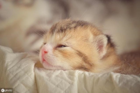 猫宫庄园被猫咪咬伤了怎么办？该如何处理呢？