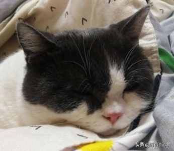 猫肠胃炎会死吗？猫咪肠胃炎怎么办？不及时护理会死亡吗？