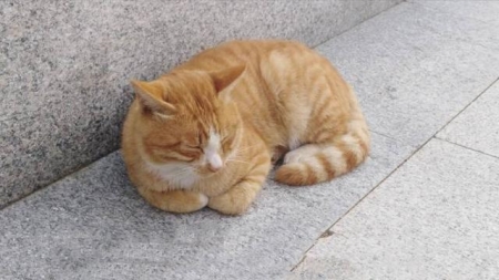 猫肠胃炎会死吗？猫咪肠胃炎怎么办？不及时护理会死亡吗？