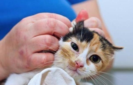 刚出生的小猫要如何照顾？人工喂养能养活吗？养猫人必看