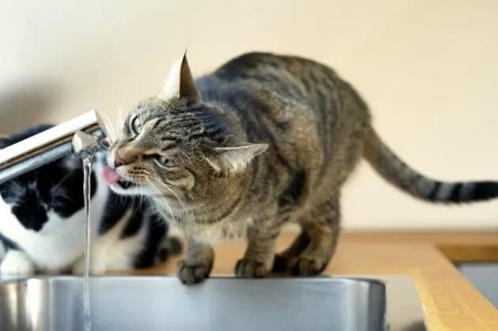 怎么样才能把猫给养熟呢？猫猫是不是不通人情的？
