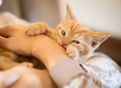 怎么样才能把猫给养熟呢？猫猫是不是不通人情的？