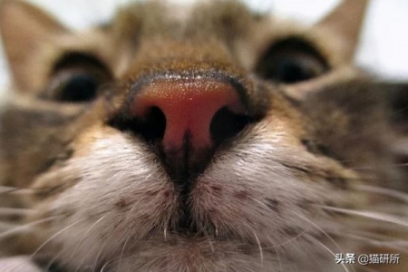 怎么样才能把猫给养熟呢？猫猫是不是不通人情的？