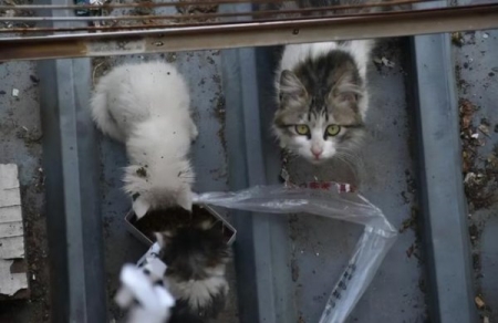 猫咪胡须掉落是自然生理过程？有可能是身体不适的信号