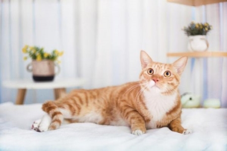 猫咪胡须掉落是自然生理过程？有可能是身体不适的信号