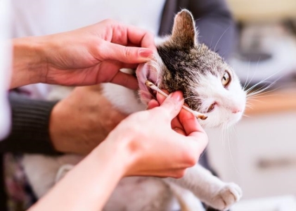 新手养猫，分析猫咪不吃不喝的5种真相，希望能帮到你