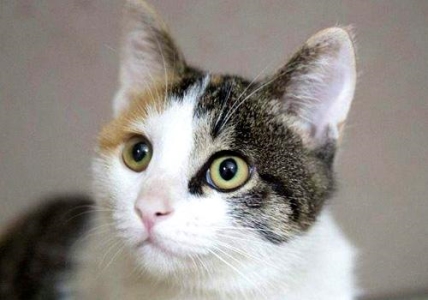 新手养猫，分析猫咪不吃不喝的5种真相，希望能帮到你
