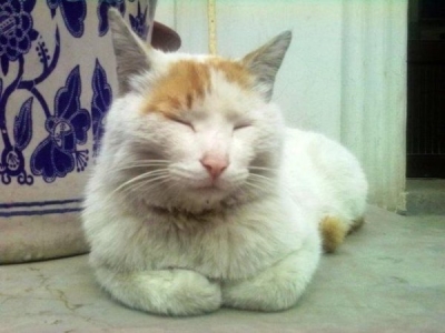猫咪眼睛发红是什么原因？细说猫咪眼睛发红的两点因素