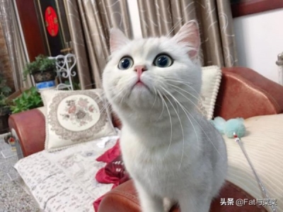 什么行为可能会吓到猫咪？如何帮助受到惊吓的猫？