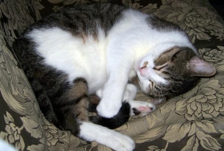 什么行为可能会吓到猫咪？如何帮助受到惊吓的猫？