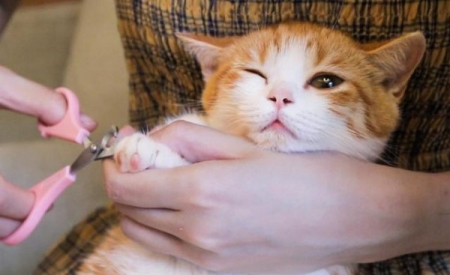 什么行为可能会吓到猫咪？如何帮助受到惊吓的猫？