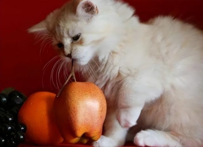 猫咪不爱喝水怎么办？这几个小妙招，让猫咪爱上喝水