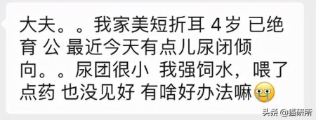 猫咪不爱喝水怎么办？这几个小妙招，让猫咪爱上喝水