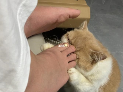 猫咪不爱喝水怎么办？这几个小妙招，让猫咪爱上喝水