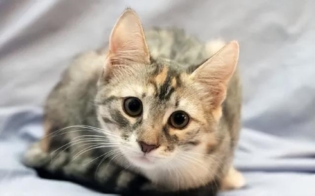 你相信会飞的猫存在？你见过吗？天生透明还有一双翅膀