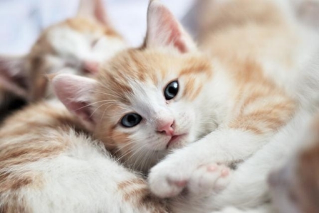 你相信会飞的猫存在？你见过吗？天生透明还有一双翅膀