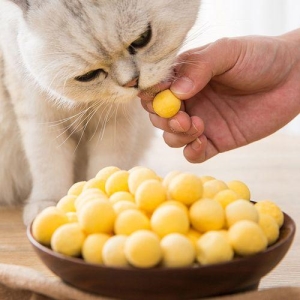 炎热夏天猫粮该如何存放？保存错误猫粮易生虫甚至致癌 猫粮的保存方法有哪些