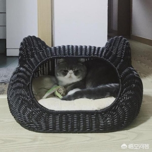 猫内外驱虫多少钱？猫咪内驱要注意什么？