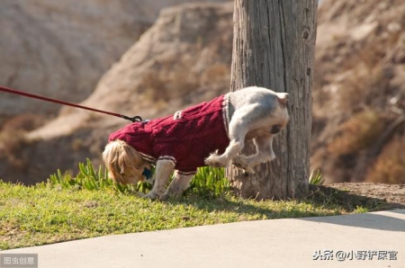 女主怀孕后，家里狗狗整天对着孕肚大叫，拯救了孕妇和胎儿的生命 主人怀孕狗狗疏远主人