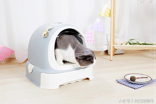 怎么让猫咪主动去猫砂拉屎？