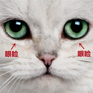 猫咪是怎么感染绦虫的？猫咪感染绦虫有什么症状？猫绦虫用什么药驱虫最好？