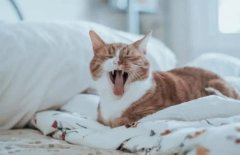 猫也会凌波微步？4个方法让你预判猫下一步往哪走