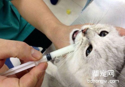 猫也会凌波微步?4个方法让你预判猫下一步往哪走