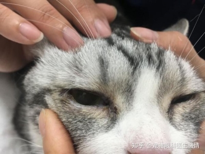 你家猫咪怀孕生了几只猫宝贝？宠主必须要知道这六件事