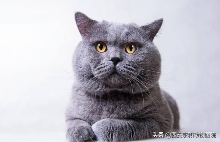 猫咪一直不吃饭？猫食欲不振的这10个真相你得了解