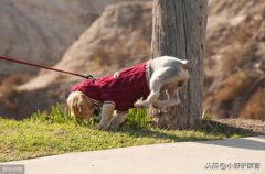 马犬，你究竟了解多少呢？马犬，一只优秀的犬种