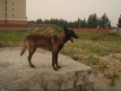  捷克狼犬会咬陌生人吗？捷克狼犬会狗叫吗？