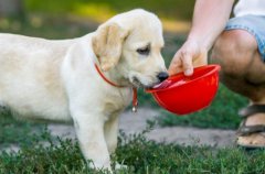 母犬产后无乳的病因与防范措施