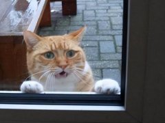 波斯猫好养吗？新手饲养波斯猫？波斯猫的饲养知识