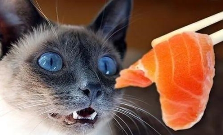折耳猫的由来你知道吗？幼猫时期要怎么分辨是不是折耳呢？