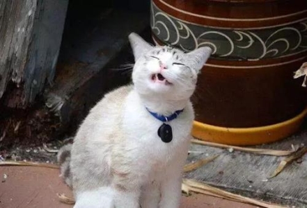 折耳猫的由来你知道吗？幼猫时期要怎么分辨是不是折耳呢？