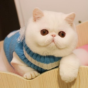 折耳猫的由来你知道吗？幼猫时期要怎么分辨是不是折耳呢？