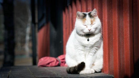 猫咪怎么会得耳螨？猫咪得了耳螨有什么措施医治？有三点措施