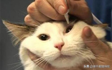 猫咪怎么会得耳螨？猫咪得了耳螨有什么措施医治？有三点措施
