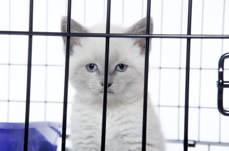 猫咪怎么清除眼屎？要采取这些措施