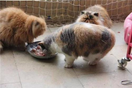 关于猫三联疫苗养宠的你知道多少？