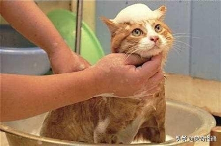 关于猫三联疫苗养宠的你知道多少？
