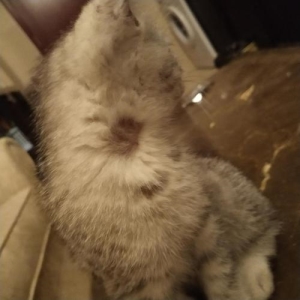 怎么挑选布偶猫？布偶幼猫的挑选