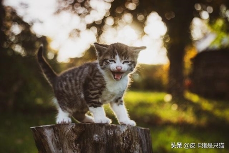 为什么自己家养的猫咪连主人都会抓呢？猫咪为什么总是会抓人呢？