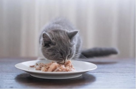 外表呆萌可爱的加菲猫脾非常适合上班族饲养，饲养技巧分享