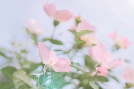 咖啡豆的种类咖啡豆的品种都有什么