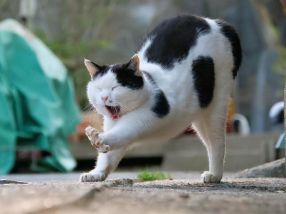 猫毛满天飞的季节，你需要好用的除毛神器，也离不开铲屎官勤劳的双手！