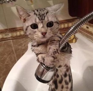 猫咪老是喜欢钻床底下，教给你如何从床底下把猫弄出来的7种方法